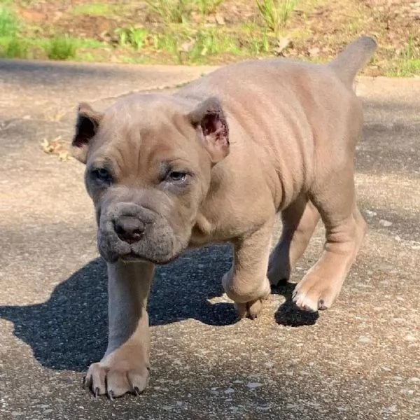 Sono nati alcuni bellissimi cuccioli di cane corso. | Foto 0