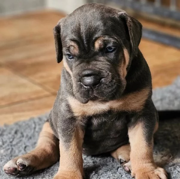 Sono nati dei bellissimi cuccioli di cane corso. | Foto 0