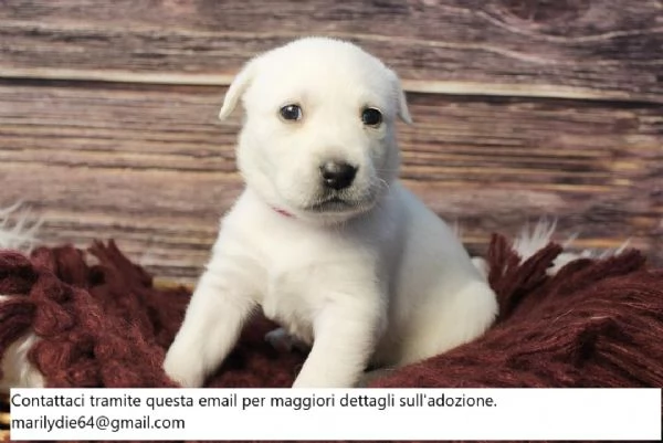 Stupendi Labrador Golden Chunky