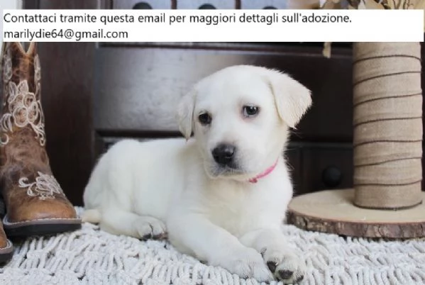 Cuccioli di Labrador per adozione