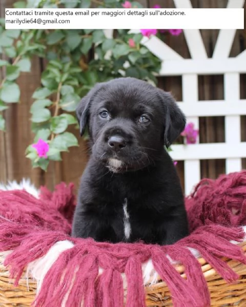 Cuccioli di Labrador Retriever di razza pura AKC Lab