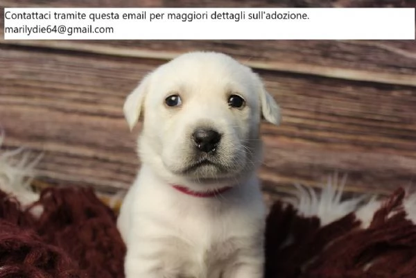 Cuccioli di Labrador Retriever addestrati a casa