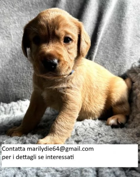 Cuccioli di Labrador cioccolato