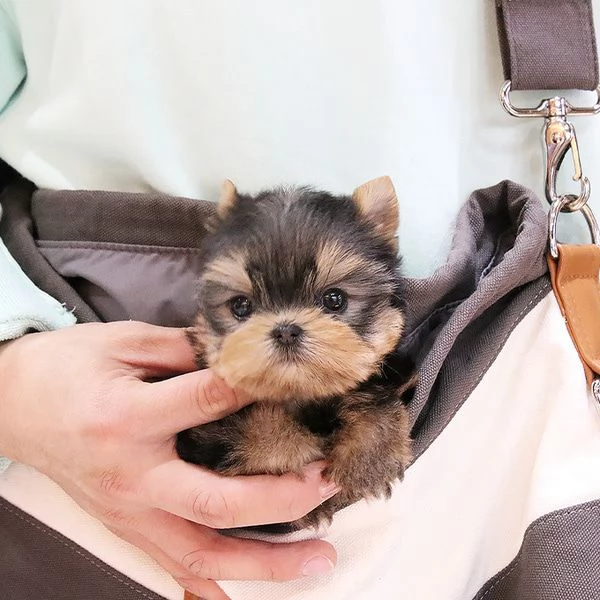 cucciolo di barboncino da reinserire | Foto 0