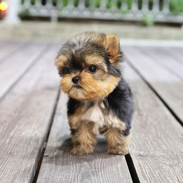 cucciolo di barboncino da reinserire 