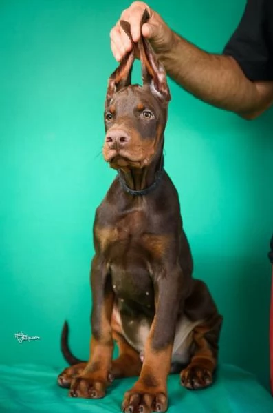 Cuccioli di Doberman in vendita