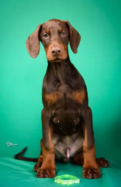 Cuccioli di Doberman in vendita | Foto 3