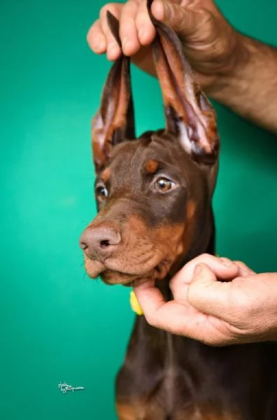 Cuccioli di Doberman in vendita | Foto 2