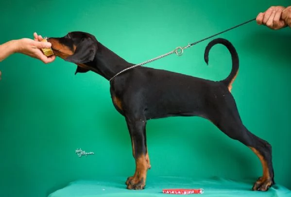 Cuccioli di Doberman in vendita | Foto 1