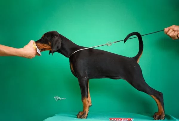 Cuccioli di Doberman in vendita | Foto 0