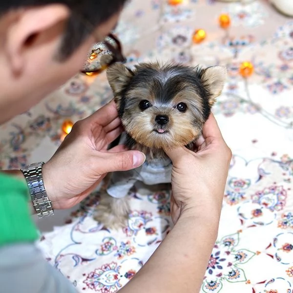 cuccioli di yorkshire | Foto 0