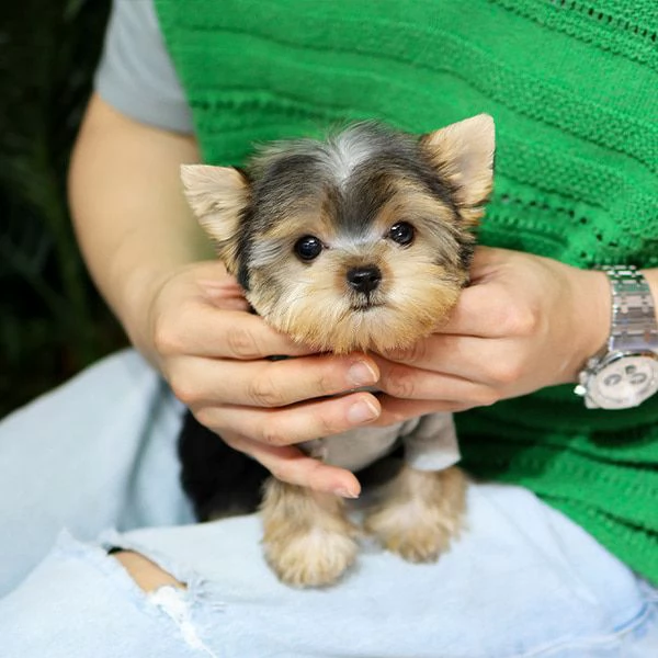 cuccioli di yorkshire