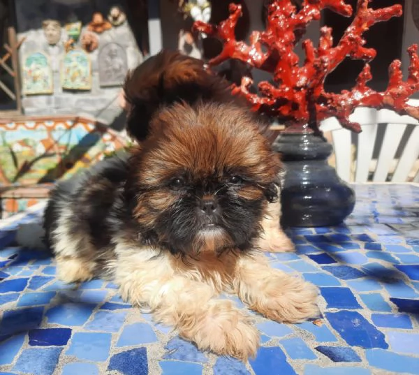 Cuccioli di cane Shih Tzu