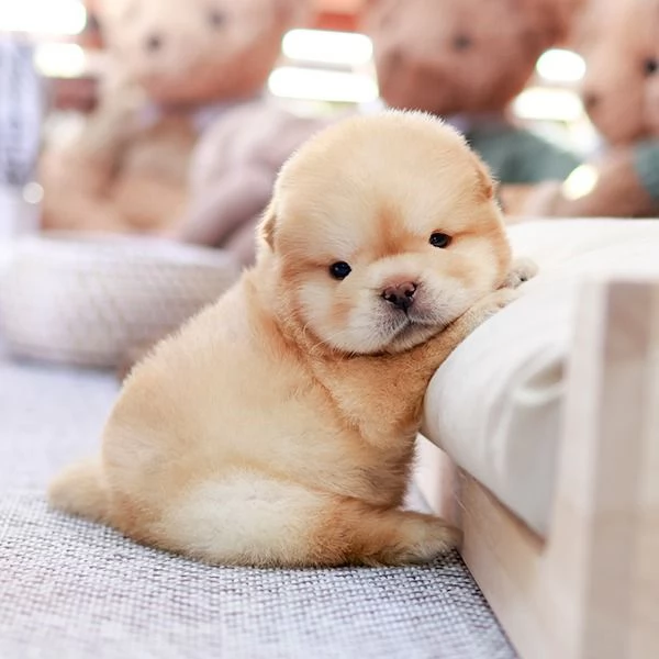 Cuccioli di Chow Chow pronti per una nuova casa 