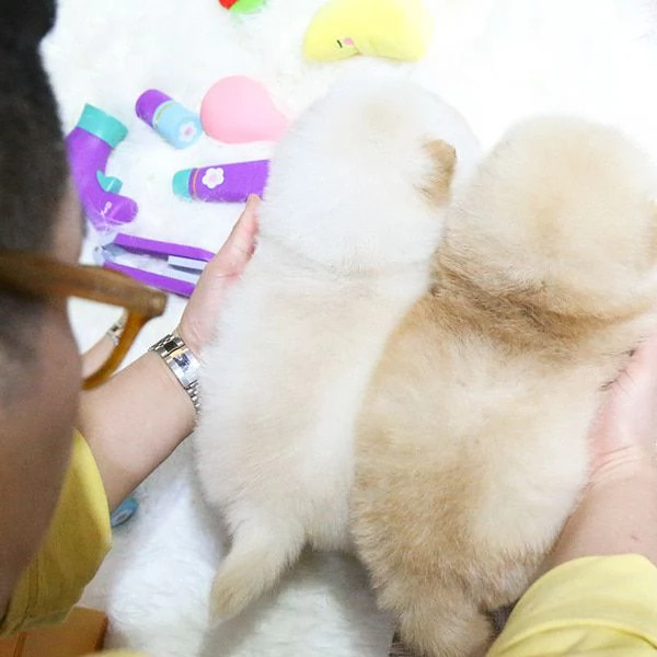 Cuccioli di Chow Chow pronti per una nuova casa  | Foto 0