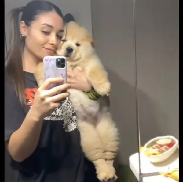 Cuccioli di Chow Chow pronti per una nuova casa 