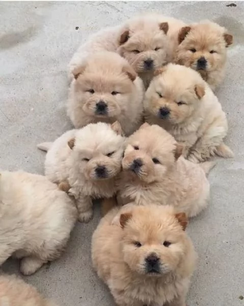 Cuccioli di Chow Chow pronti per una nuova casa 