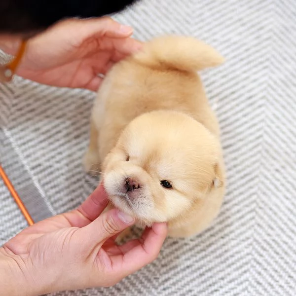 Cuccioli di Chow Chow pronti per una nuova casa  | Foto 0