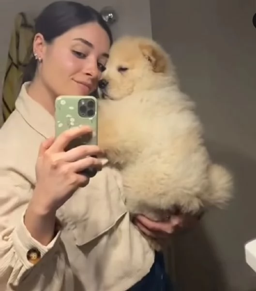 Cuccioli di Chow Chow pronti per una nuova casa  | Foto 0