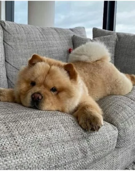 Cuccioli di Chow Chow pronti per una nuova casa 