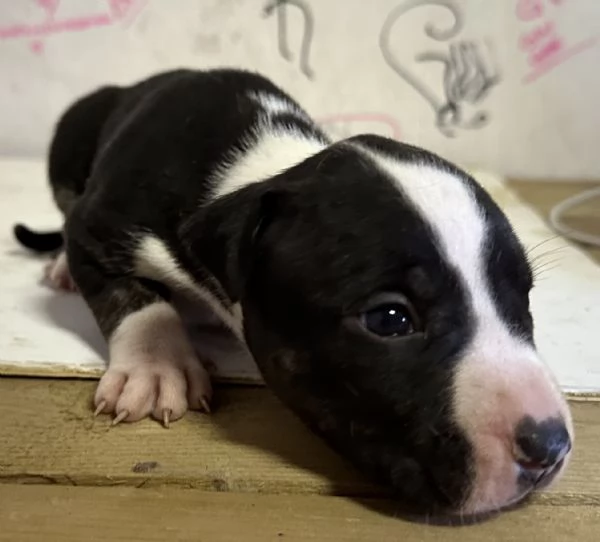 Cuccioli Amstaff 