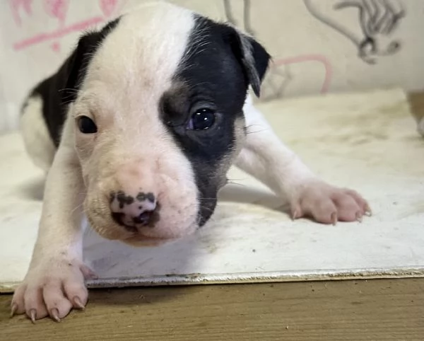 Cuccioli Amstaff  | Foto 1