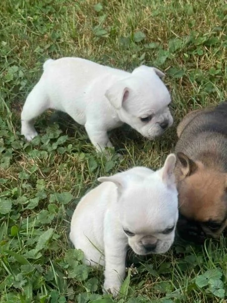 Cuccioli di bulldog francese | Foto 2