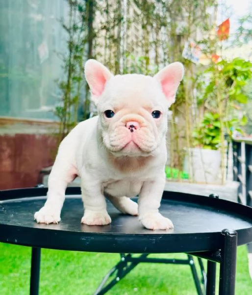 Cuccioli di bulldog francese | Foto 0