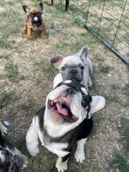 Vendo cuccioli di bulldog francese di ottima qualità | Foto 5