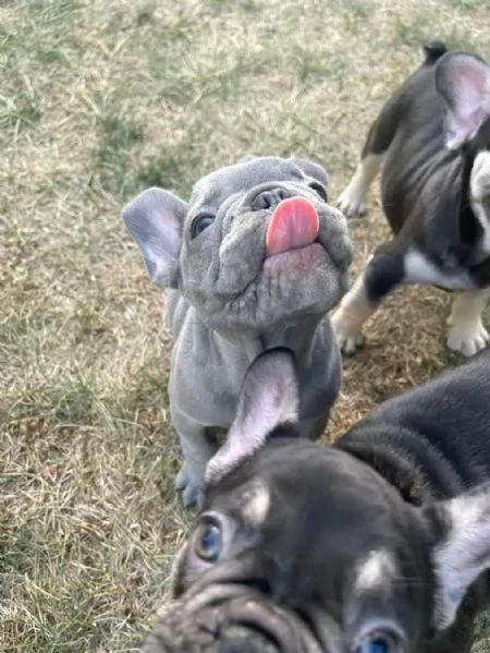 Vendo cuccioli di bulldog francese di ottima qualità | Foto 4