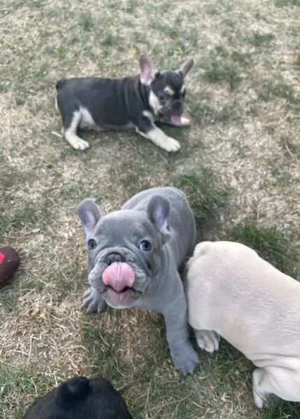 Vendo cuccioli di bulldog francese di ottima qualità | Foto 3