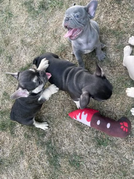 Vendo cuccioli di bulldog francese di ottima qualità | Foto 2