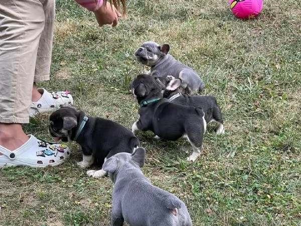 Vendo cuccioli di bulldog francese di ottima qualità | Foto 1