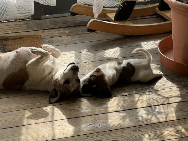 Cuccioli Jack Russell | Foto 7