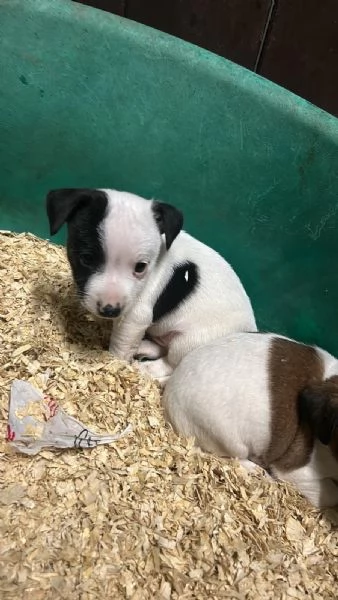 Cuccioli Jack Russell | Foto 4