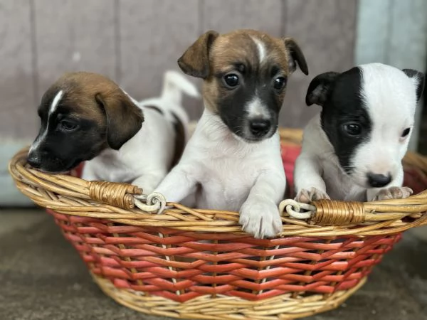 Cuccioli Jack Russell | Foto 2