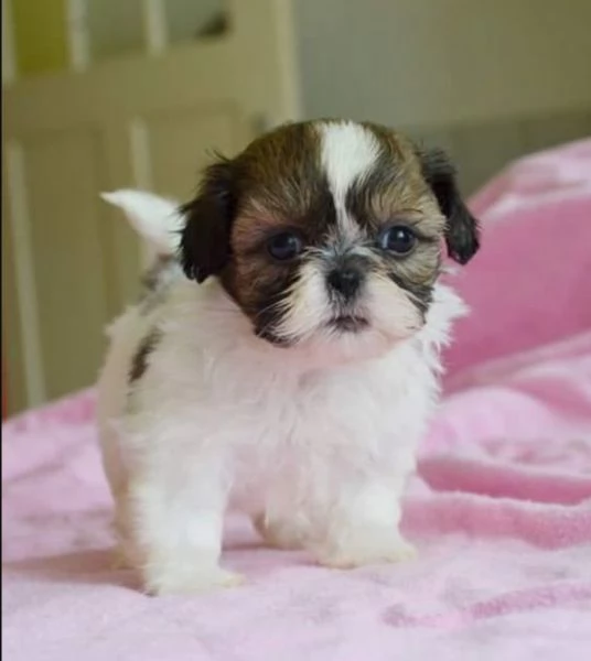 shihtzu