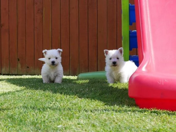 Cuccioli di West Highland Terrier.