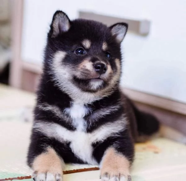 Cucciole di Shiba Inu!