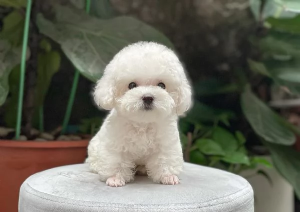 CUCCIOLI DI CANE BARBONCINO TOY | Foto 0