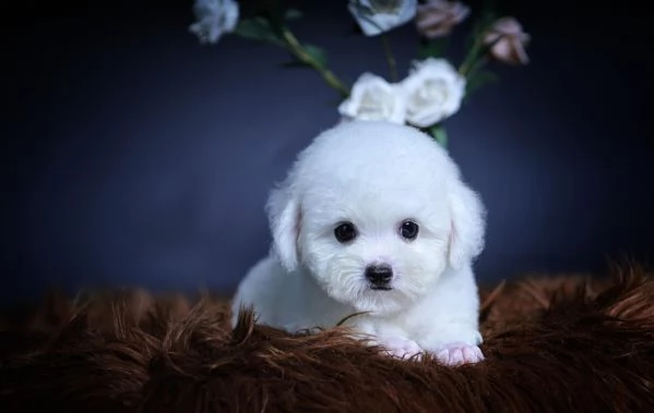 CUCCIOLI DI BARBONCINO TAGLIA TOY | Foto 0