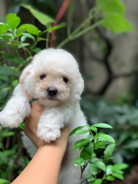 Cuccioli di Barboncini toy | Foto 0