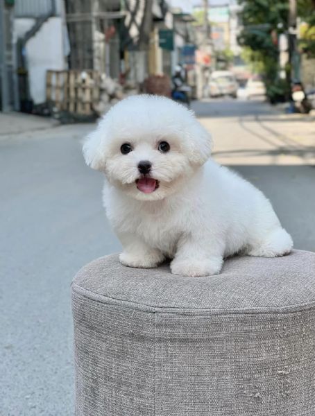 Cuccioli di Barboncini taglia piccola | Foto 0