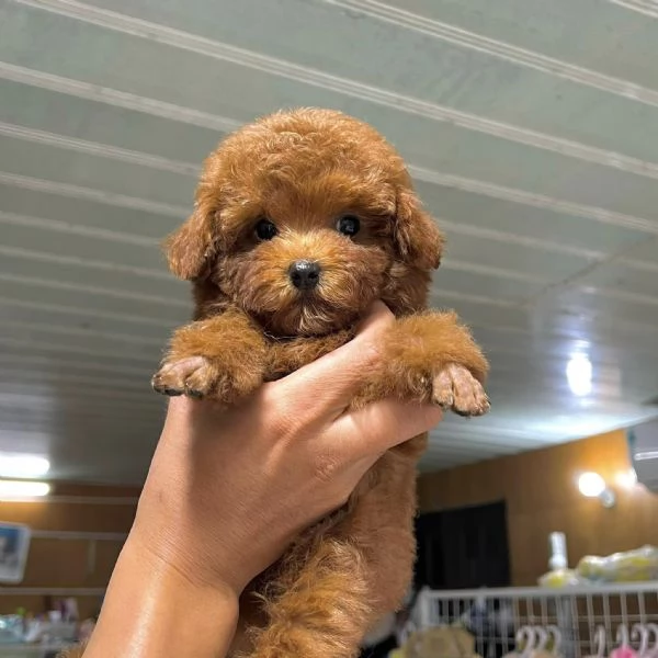 CUCCIOLI DI BARBONCINI TOY