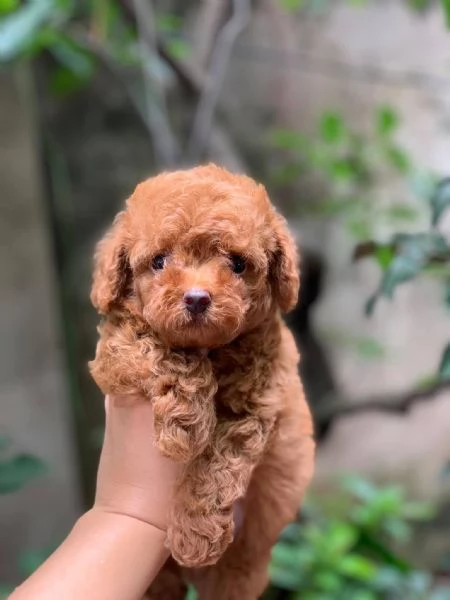 Cuccioli Barboncino nano albicocca | Foto 0