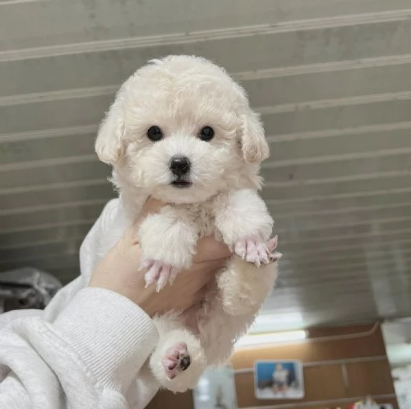 Cuccioli Barboncini toy piccoli 