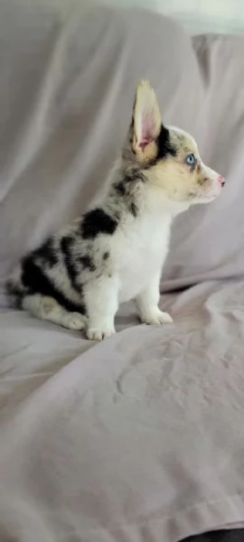 Bellissimi cuccioli di Welsh Corgi in vendita | Foto 1