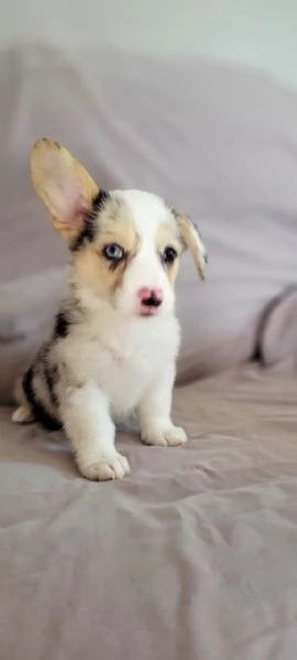 Bellissimi cuccioli di Welsh Corgi in vendita