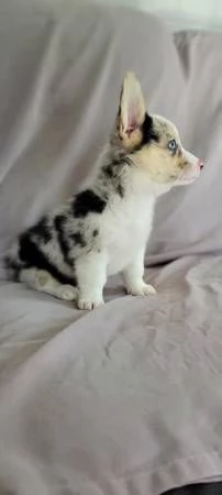 Bellissimo Welsh Corgi in cerca di adozione | Foto 1