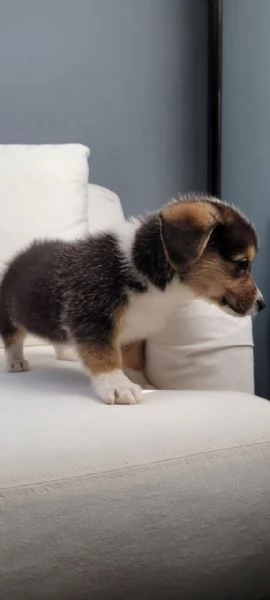 Bellissimo Welsh Corgi in cerca di adozione